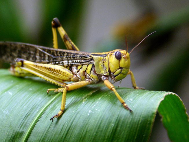 Even a small swarm of desert locusts of just a square kilometer can consume as much food in one day as 35,000 people